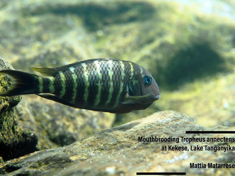 Tropheus polli 'Kekese'